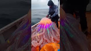 Giant Sea Creatures Found by Fishermen Will Shock You [upl. by Nan]