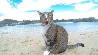 HAPPY DOGS amp CAT in AUSTRALIA  Pharrell Williams quotHAPPYquot song [upl. by Elegna]