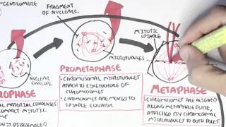 Cell Cycle Mitosis [upl. by Everett]