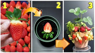 FRAGOLE 3 metodi per farle nascere gratis fragole coltivazione fstrawberry fresa gratis raises [upl. by Adnar]