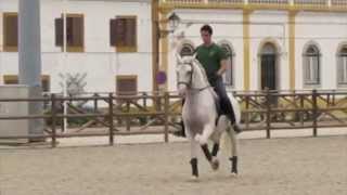 Zelador Lusitano Horse [upl. by Philender]