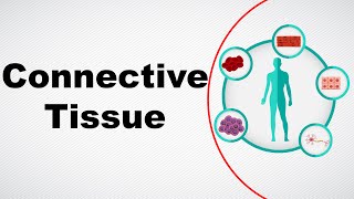 Structure and Function of Connective Tissue  Animal Tissue  Biology  Letstute [upl. by Berman]