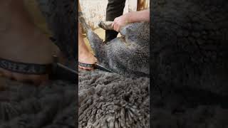 Beautiful corriedale wool being blade shorn [upl. by Evyn191]