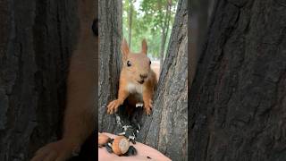 quotУбаюкиваюquot белочку 🐿 Charmingly disarming the squirrel [upl. by Mendes759]