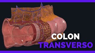 ASI ES el COLON TRANSVERSO MICROSCOPICAMENTE  Anatomia [upl. by Horan]