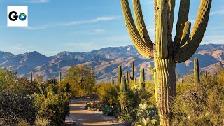 Saguaro National Park [upl. by Affay]