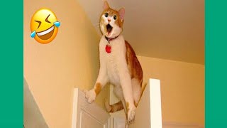 Funniest CATS and DOGS 2024 😂 Funny ANIMALS videos 🐱funniest CAT moments 😅Funny Pet Videos 498 [upl. by Aivizt]