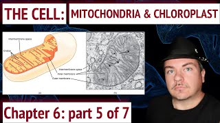 The Cell Mitochondria and Chloroplast [upl. by Valdes36]