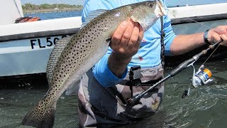 Sea Trout Fishing  Monster Speckled Trout on DOA Lures Shrimp [upl. by Annaul]