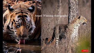 My Animal Planet  4 K HD Video  Leopard Chasing amp Tiger Drinking Relax with nature [upl. by Dnarud884]