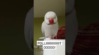 Cute angry parrot  Lindo lorito enojado [upl. by Etteuqram]