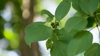 Rhamnus cathartica  Common Buckthorn [upl. by Anuayek]