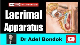 Anatomy of the Lacrimal Apparatus Dr Adel Bondok Making Anatomy Simple [upl. by Eyaf]