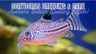 Corydoras Care and Breeding Guide  Great Schooling Bottom Dwellers for your Community Tank [upl. by Anicart211]