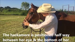 How to Measure for a Texas Style Hackamore [upl. by Nihi]