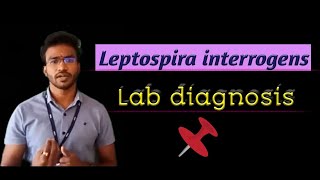 Leptospira interrogens Lab diagnosis [upl. by Lemire122]