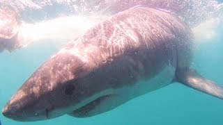 White Shark Cage Diving  Besiegt Jessi ihre Angst  Südafrika  VLOG 162 [upl. by Sinaj]