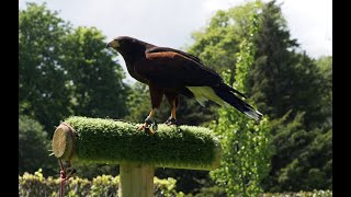 FALCONS AND HAWKS AT DUNROBIN CASTLE IN SUTHERLAND [upl. by Azeria149]