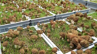 Harvest Video Controlled Indoor Cultivation of Morel Mushrooms Allyearround [upl. by Arolf]