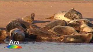 seal colony aberdeen scotland [upl. by Guido]