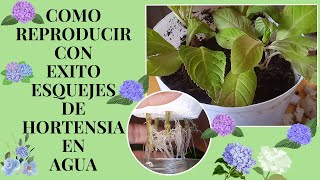 COMO REPRODUCIR CON EXITO ESQUEJES DE HORTENSIA EN AGUA l manuplant [upl. by Kal794]