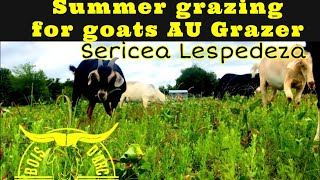 AU Grazer Sericea Lespedeza Goat Forage [upl. by Columbyne]