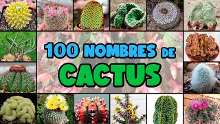 100 tipos de CACTUS y su NOMBRE CIENTÍFICO [upl. by Fineberg]