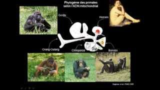 23 Le processus de lévolution biologique  Sélection naturelle de Darwin à la génomique évolutive [upl. by Angus]