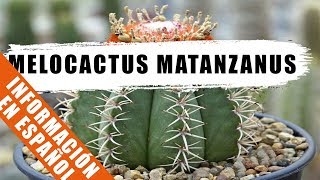 Melocactus matanzanus  Cactus de la semana  by Desert plants [upl. by Richmal]