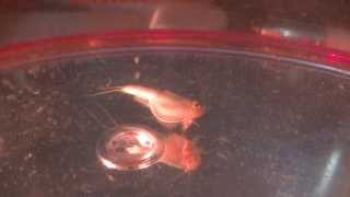 カブトエビ飼育 『第２世代Triops』 PART10 【１１日～２０日】 Day20 [upl. by Samohtnhoj893]