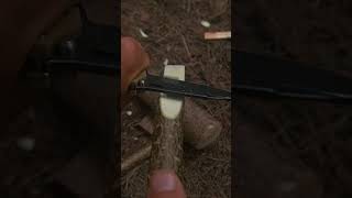 Holz spalten 🔪mit Klappmesser❓️ survival camping natur bushcraft outdoor experiment [upl. by Ahsahtan72]