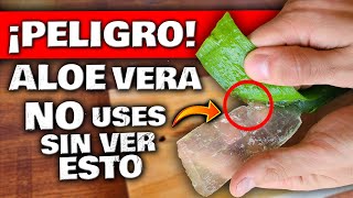 ¡CUIDADO Esto PASA Si USAS ALOE VERA o SÁBILA  DEBES VER ESTO  RIESGOS Beneficios y Propiedades [upl. by Snevets]