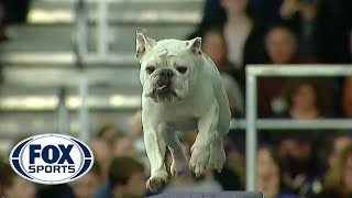 Watch Rudy the Bulldog crush the 2019 WKC Masters Agility course  FOX SPORTS [upl. by Mcmullan20]