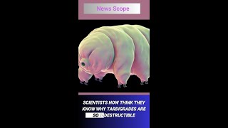 Unveiling the Incredible Survival Mechanism of Tardigrades  Natures Water Bears [upl. by Ulland425]