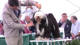 Windsor Championship Dog Show 2013  Utility group [upl. by Euqinay477]