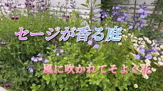 チェリーセージのある庭70歳 庭仕事 古希 flower garden gardening チェリーセージ [upl. by Analahs]