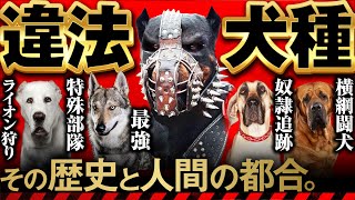 ⚠️世界で飼育禁止・違法の危険犬種7選 その歴史と人間の都合 [upl. by Leavelle187]