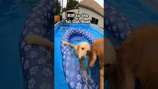 we’ve had several floaties at this point 🤣 swimmingdog goldenretriever pooltime [upl. by Killarney]