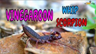 LIVE DICTIONARY  4K Animal Footage  VINEGAROON  BỌ CẠP ROI  UROPYGI  サソリモドキ  n39 vlog [upl. by Delp]