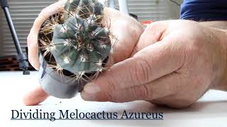 How to Divide Melocactus Azureus [upl. by Lily]