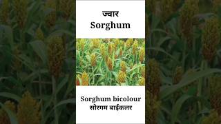 Botanical name of Sorghum [upl. by Nwahsar]