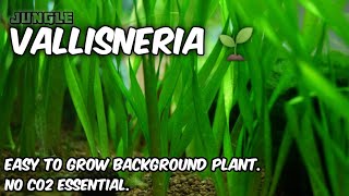 Vallisneria easy to grow background plant for aquarium  No Co2 Essential  Jungle Val  Vallisneria [upl. by Astto306]