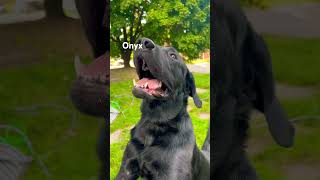 DogOnyx is Always Happy and Playful dog yt foryou shortsfeed fyp doglover [upl. by Kriss]