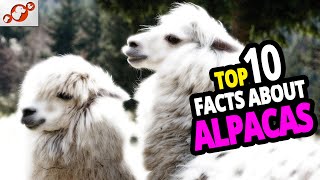 🦙 Why Alpacas TOP 10 Facts You Didnt Know About Alpacas [upl. by Basir]