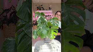 Chopped and propped monstera now what do I do monsteraplant plantcaretips monsteraalbo [upl. by Cromwell]