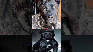 PRESA CANARIO VS DOGO ARGENTINOBULL TERRIERDANGEROUS DOGS BREEDS [upl. by Haliehs]