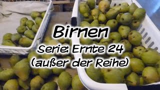 Machs Dir Selbst  Birnen Serie Ernte 24 außer der Reihe [upl. by Ninette]