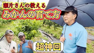 【超神回】植物ホルモンを徹底理解してみかんの木を作る！！【せがた農園 瀬片元治さん③】 [upl. by Dahsraf881]