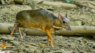 Mouse Deer Smallest Hoofed Mammal [upl. by Nosreh9]