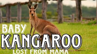 Baby kangaroo lost from mama shorts [upl. by Aidyn]